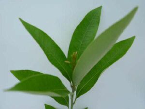 苗 苗木 50本セット マテバシイ 樹高0.3m前後 10.5cmポット まてばしい 苗木 苗 植木 庭木 生け垣 kc 50本 50 YUZUMIYA_COM