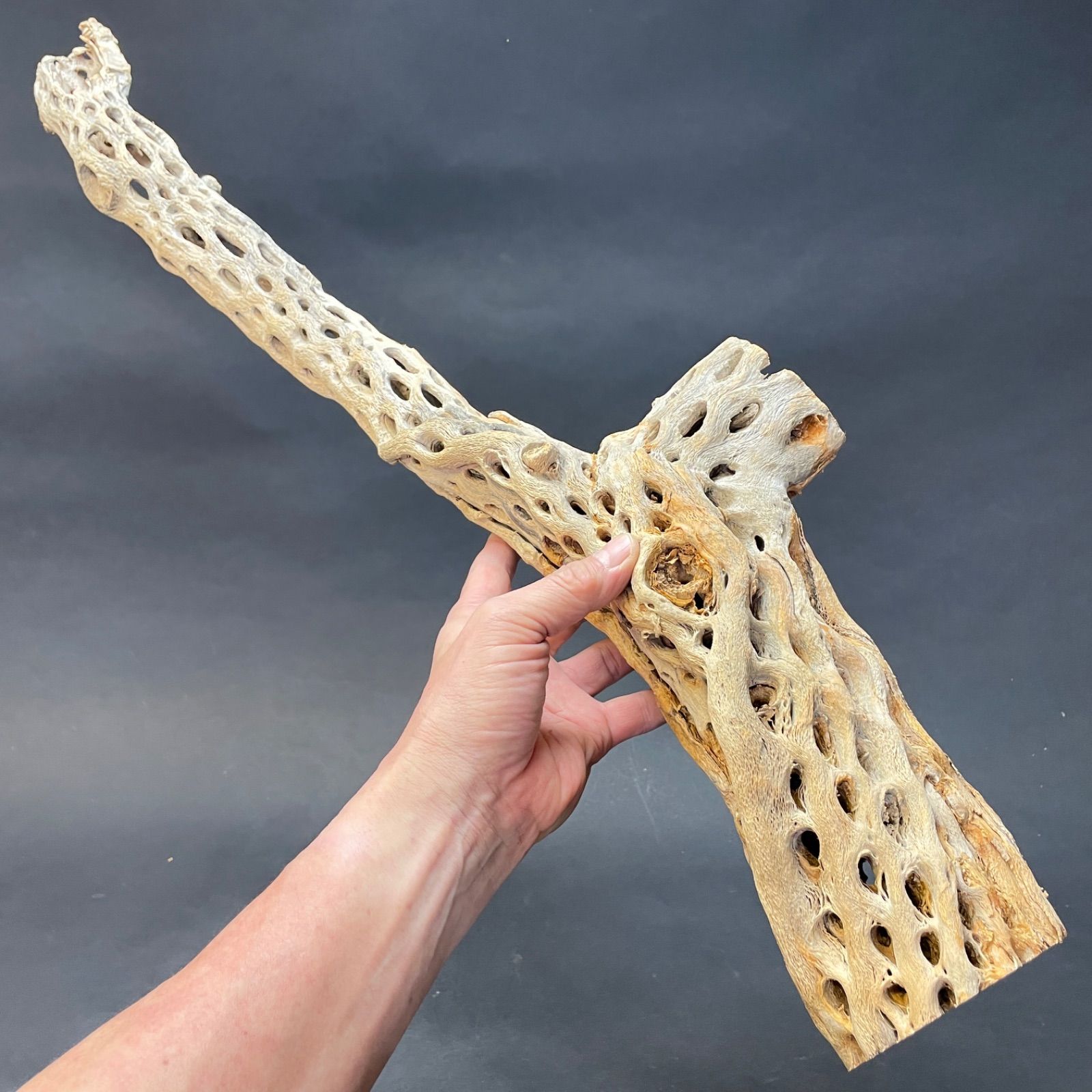 極太＊長さ70cm×最大幅15cm×最大φ9cm＊カクタススケルトン1本