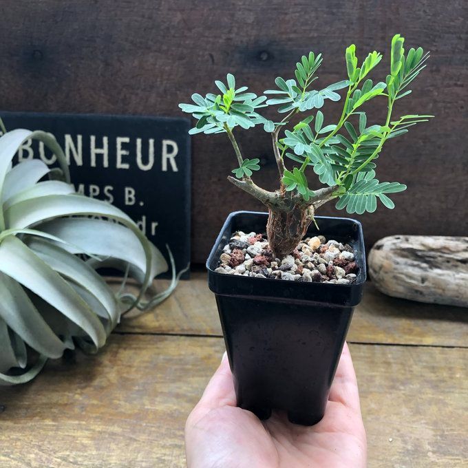 ポットごと♡センナ メリディオナリス♡Senna meridionalis