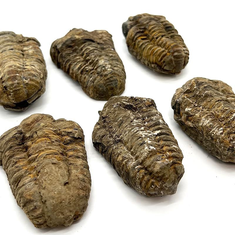 つくしサイエンス 三葉虫 化石 恐竜 本物 古生代 モロッコ産 (6