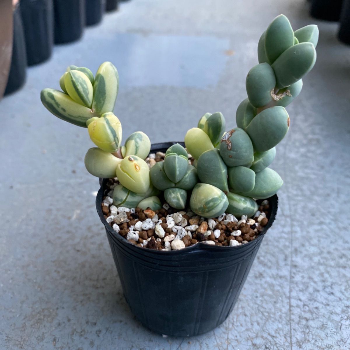 多肉植物 レーマニ錦 抜き苗 - その他多肉植物