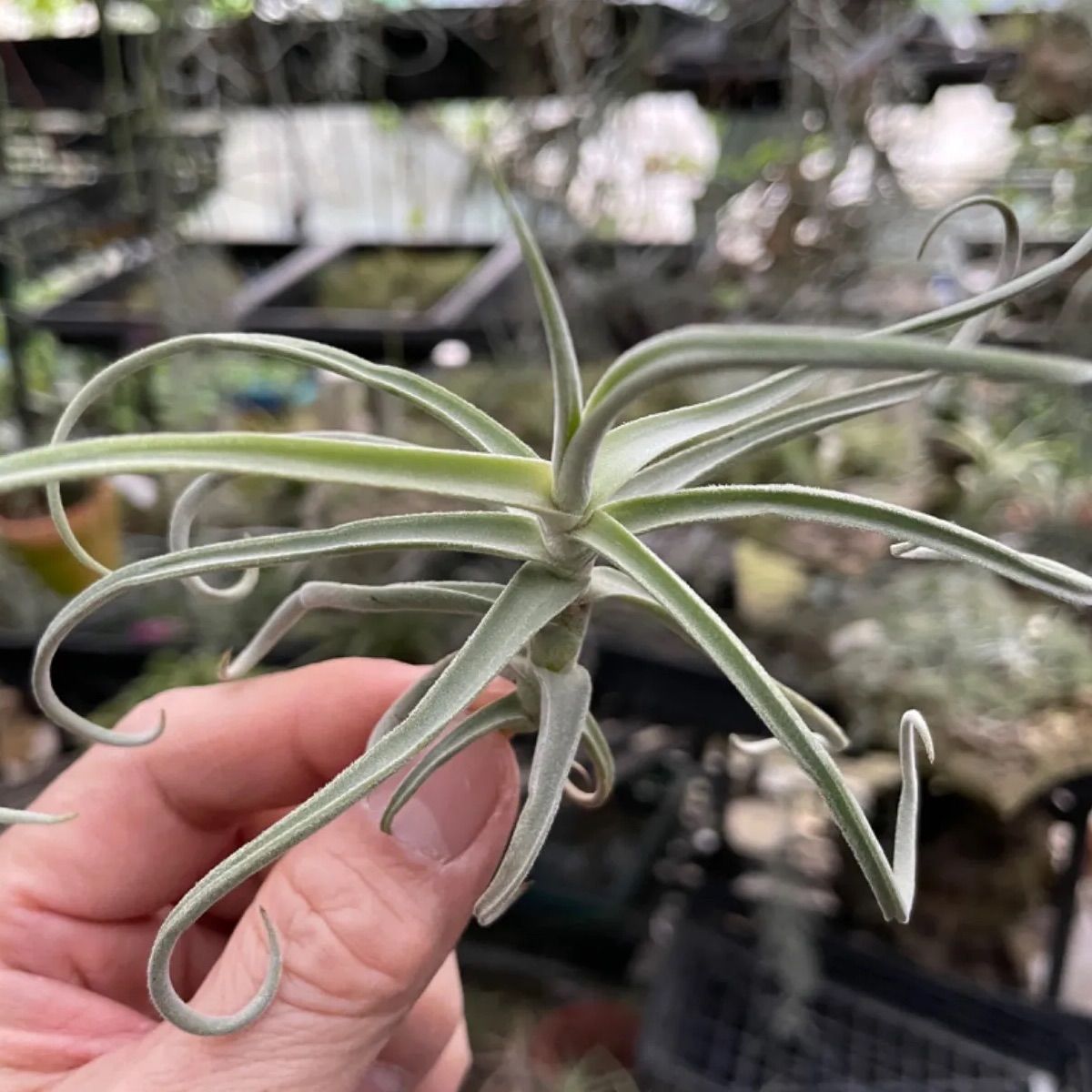 チランジア ドゥラティ Tillandsia duratii＊エアプランツ＠フラワー