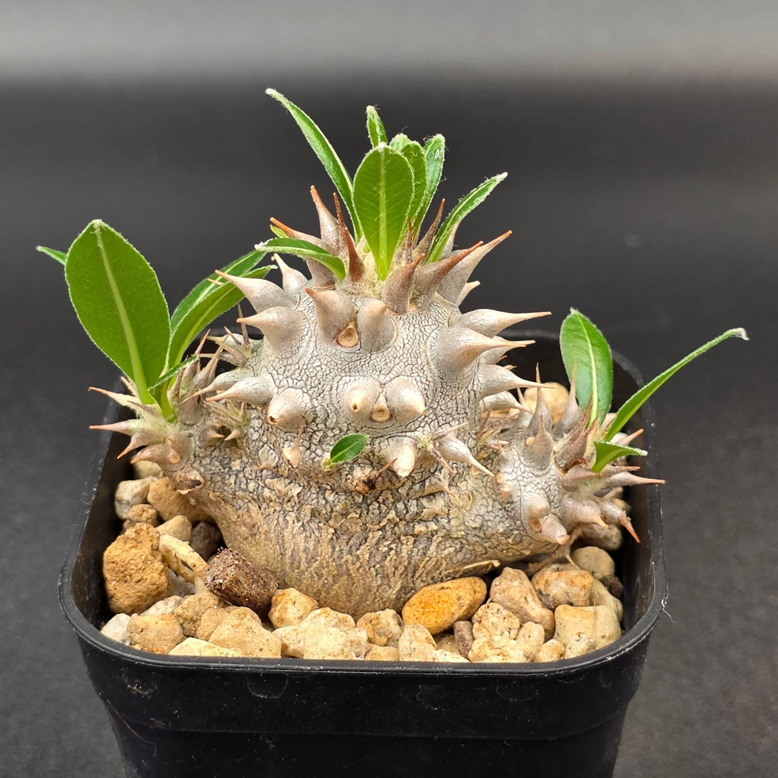 パキポディウム デンシカウレ　大株　実生　8年 パキポディウム・デンシカウレ(Pachypodium densicaule seeding