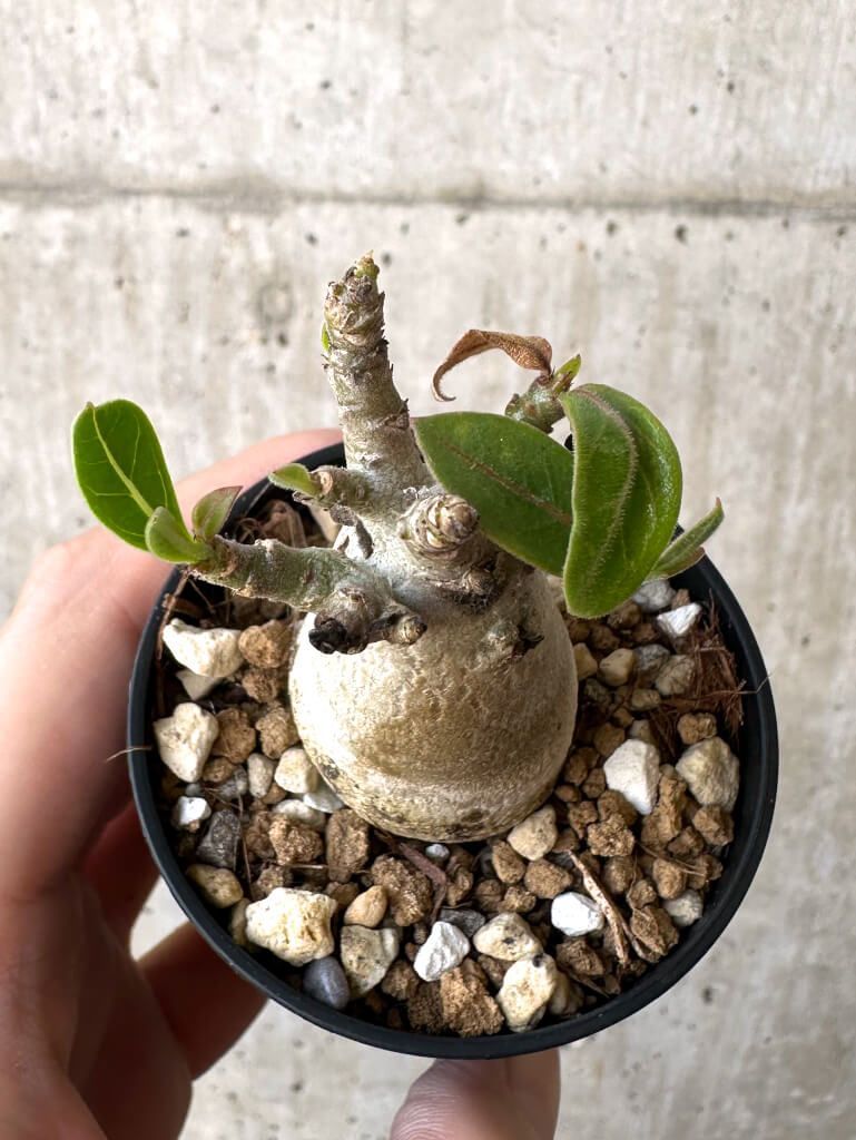 現品限り】アデニウム・アラビカム【Z17】 Adenium arabicum