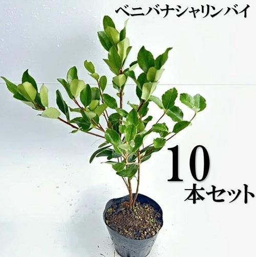 10本セット ベニバナシャリンバイ樹高0.4ｍ前後15cmポット