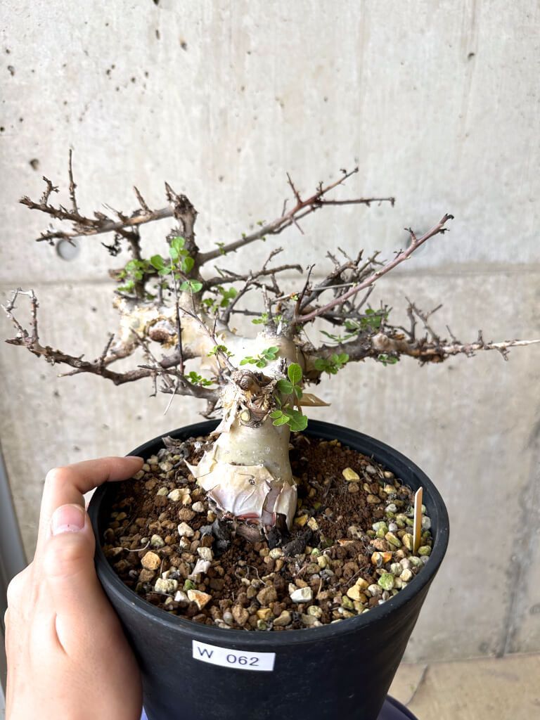 D437【自社養生株】ユーフォルビア ギラウミニアナ（現地球・発根株