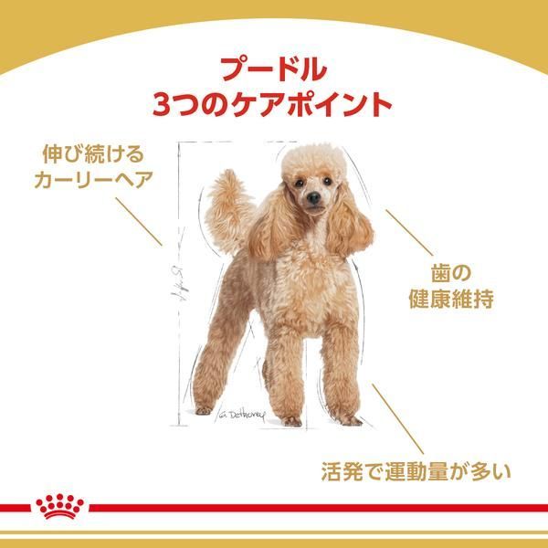 ロイヤルカナン 犬 プードル 成犬用 3kg ドッグフード フード 犬用 犬