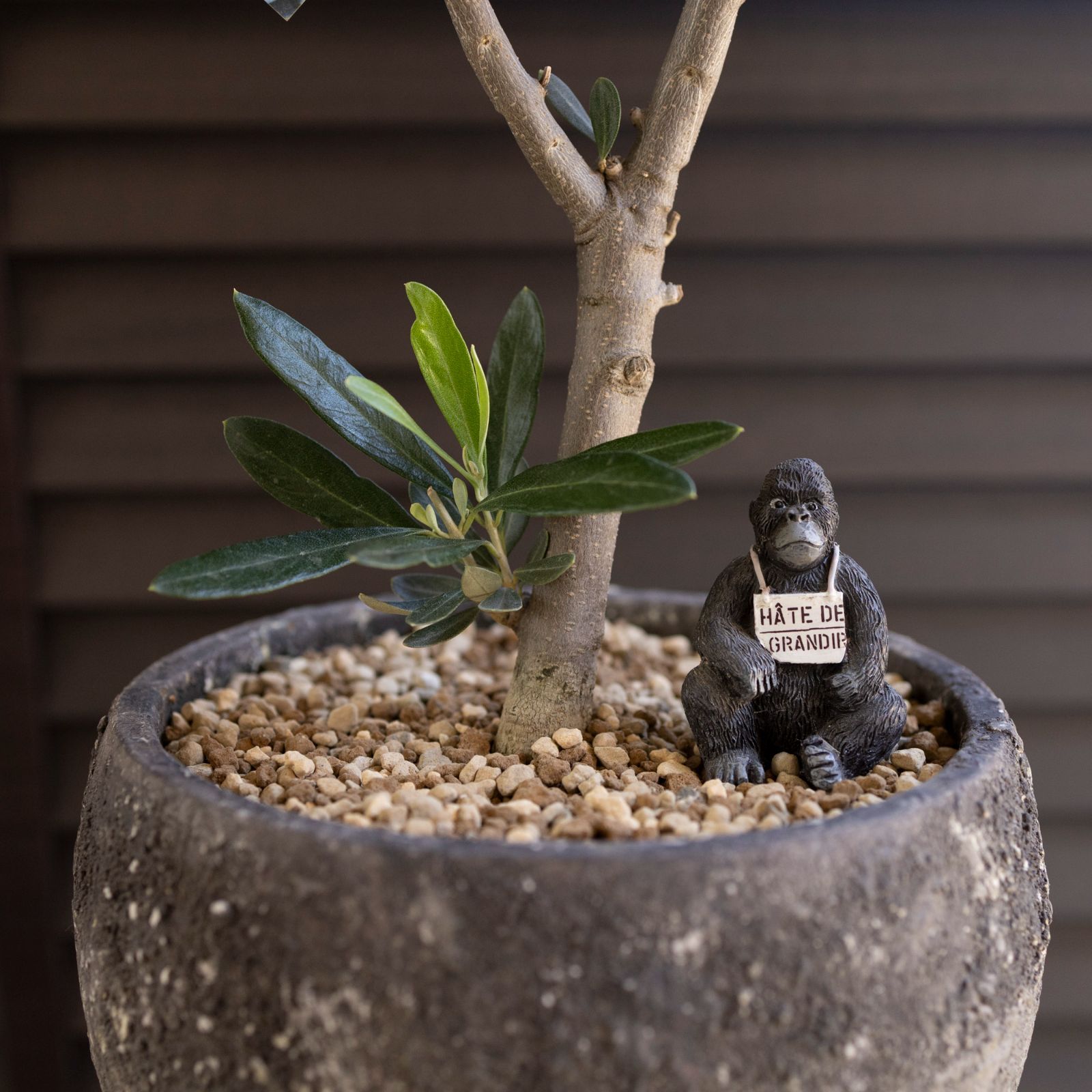 創樹 Olive オリーブの木 7号 セメント鉢 SOUJU Cipressino