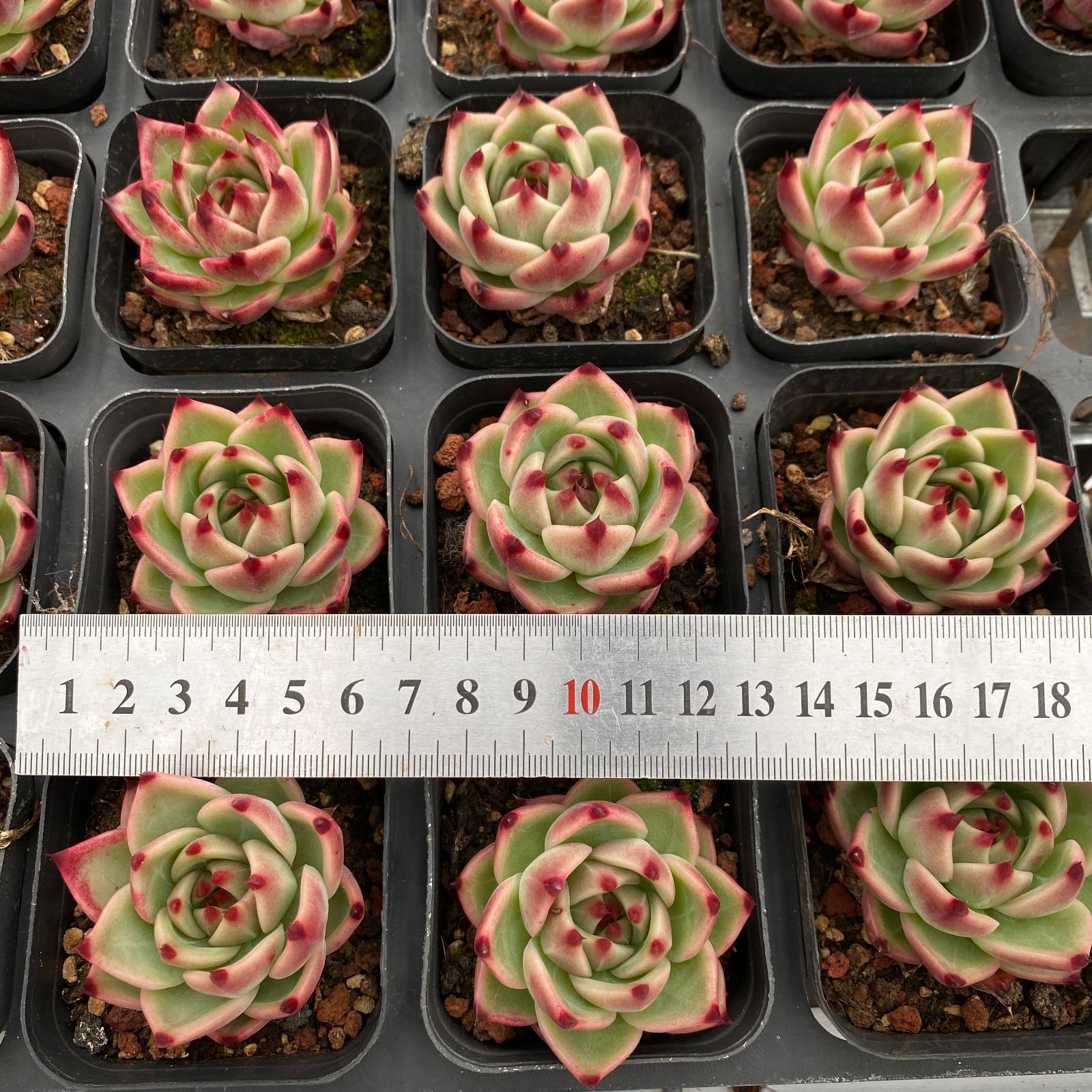 多肉植物　エケベリア　韓国苗　トレーごと発送‼️ SALE】根付き小株8個セット エケベリア 韓国苗 多肉植物 お買い得 寄せ