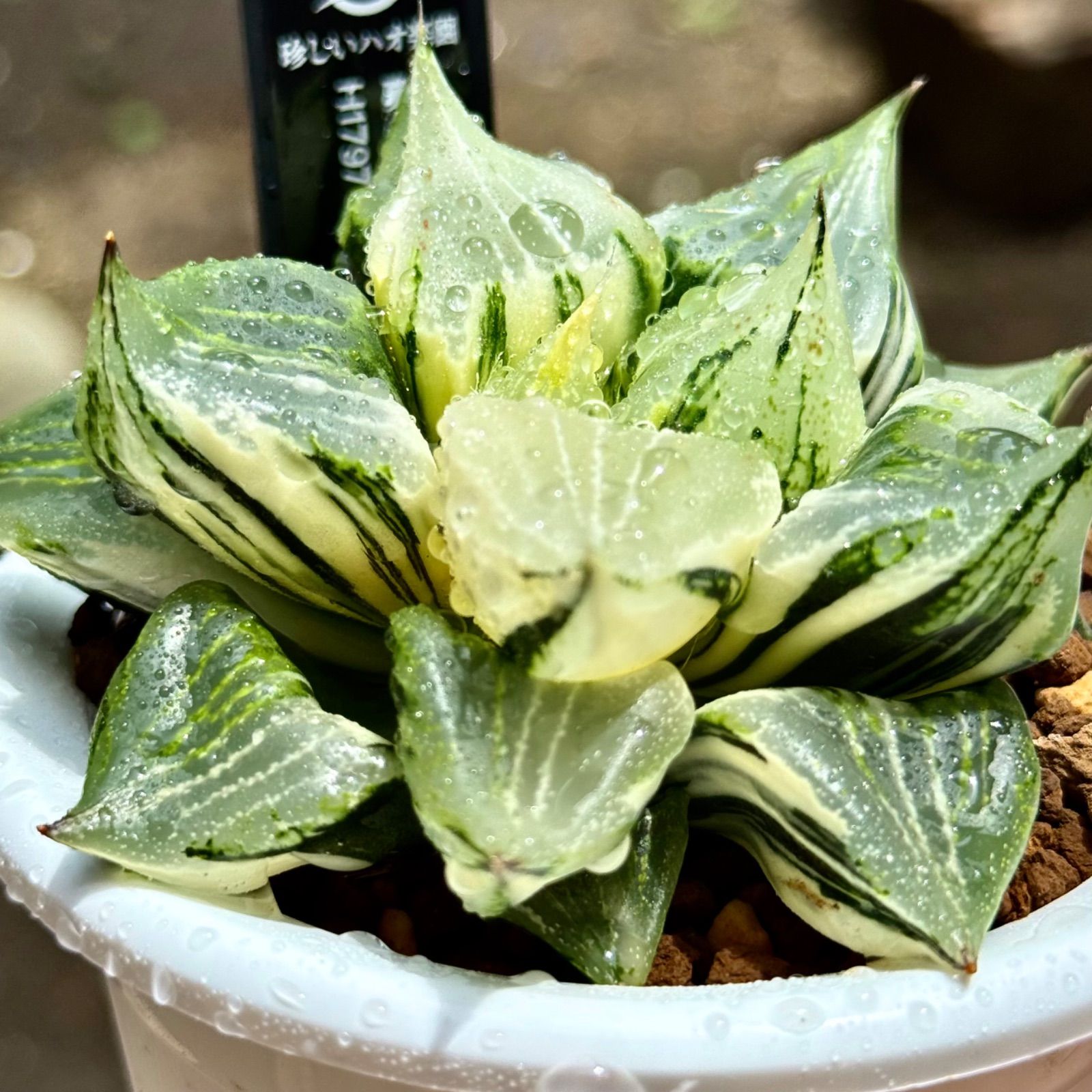 鞍馬石 本鞍馬石 14,7kg 加茂七石 水石 庭石 鑑賞石 天然石