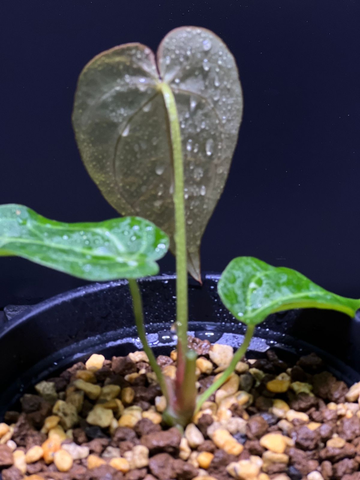 希少【アンスリウム】キングオブスペード×レッドクリスタリナム