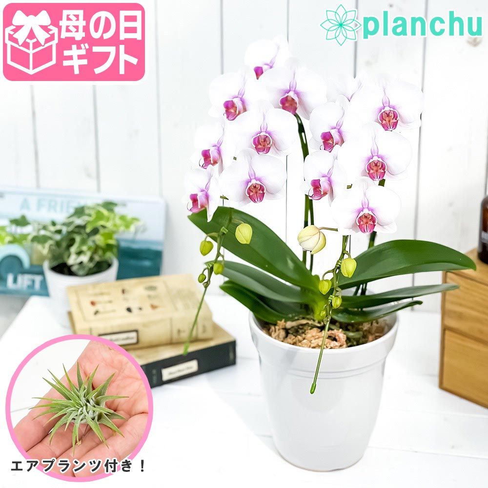 PLANCHU 母の日ギフト ミディ胡蝶蘭 ルージュ 2本立ち 5号陶器鉢