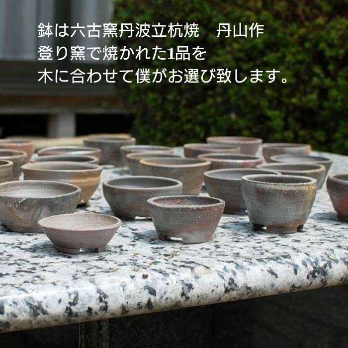 糸魚川真柏（いといかわしんぱく） 苗木素材 丹山作盆栽鉢 自分で作る