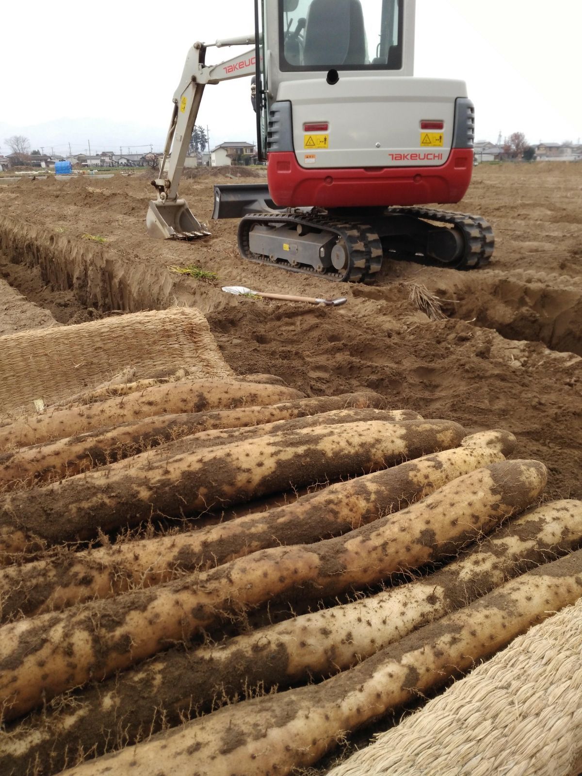 長芋 20kg ご家庭用 本物 青森県 良品質 長芋20Kg 早い者勝ち