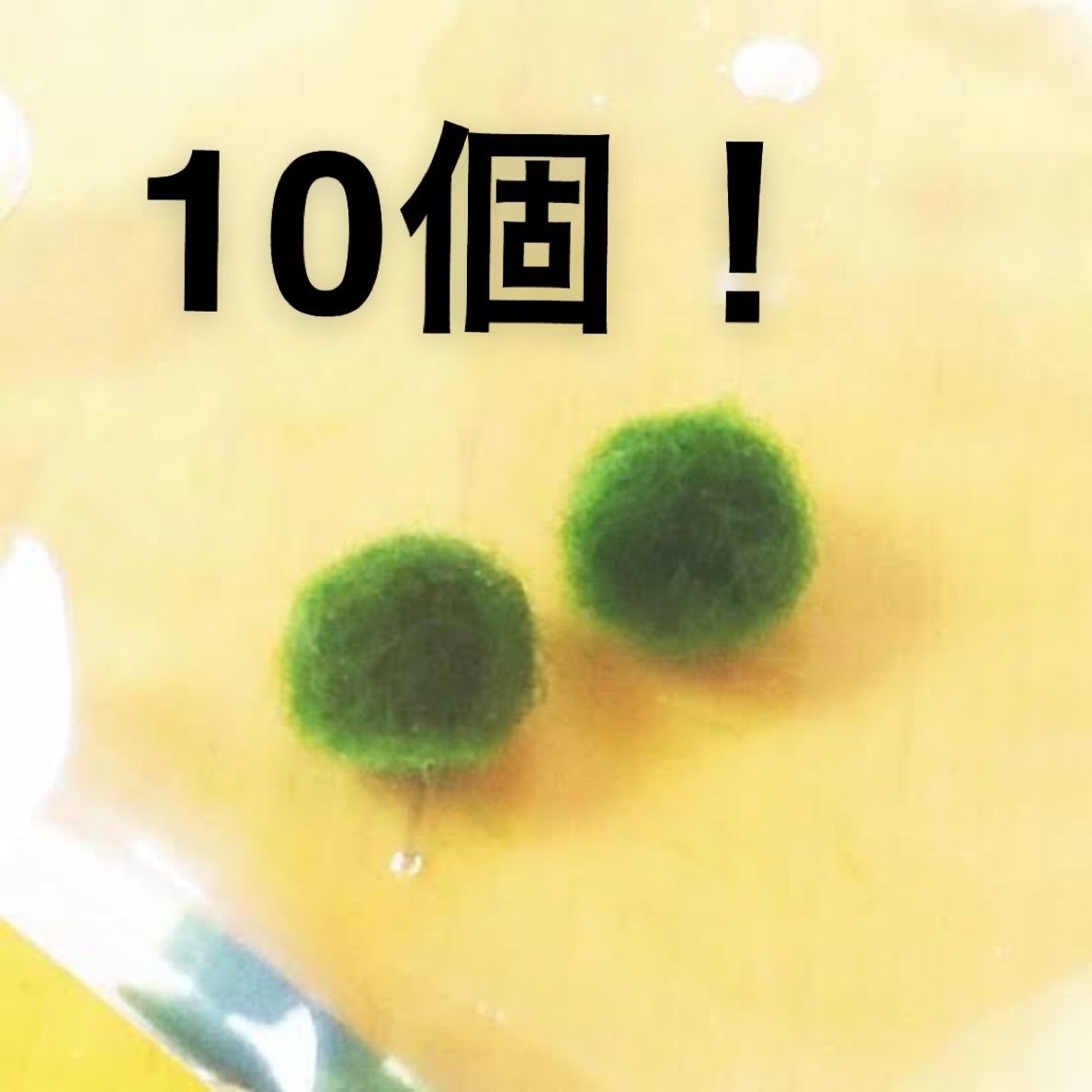 国産マリモ 約１cm 10個 癒しのマリモ無農薬 - 魚用品