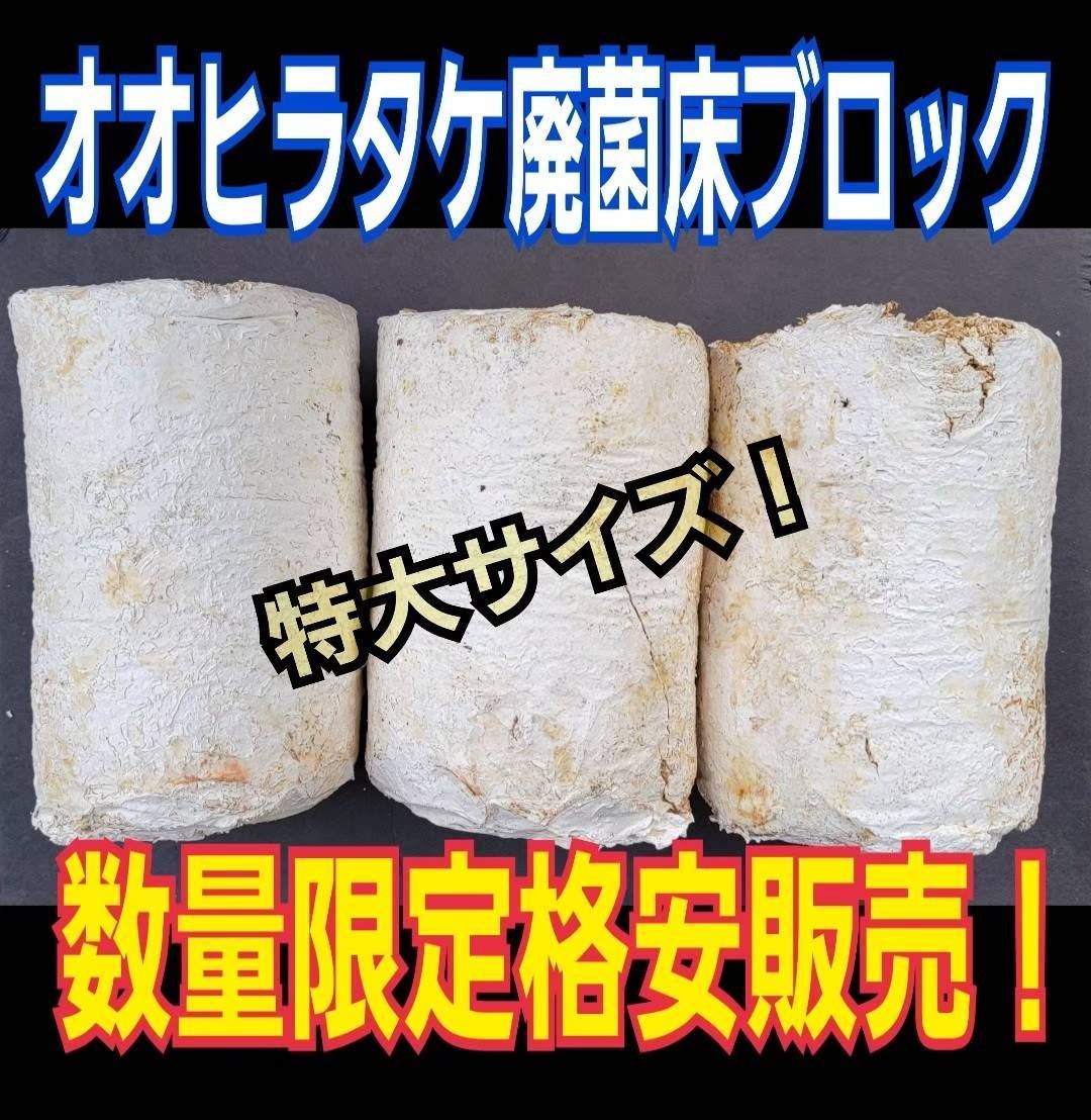 オオヒラタケ菌糸ブロッククワガタの産卵木の代わりに使えます