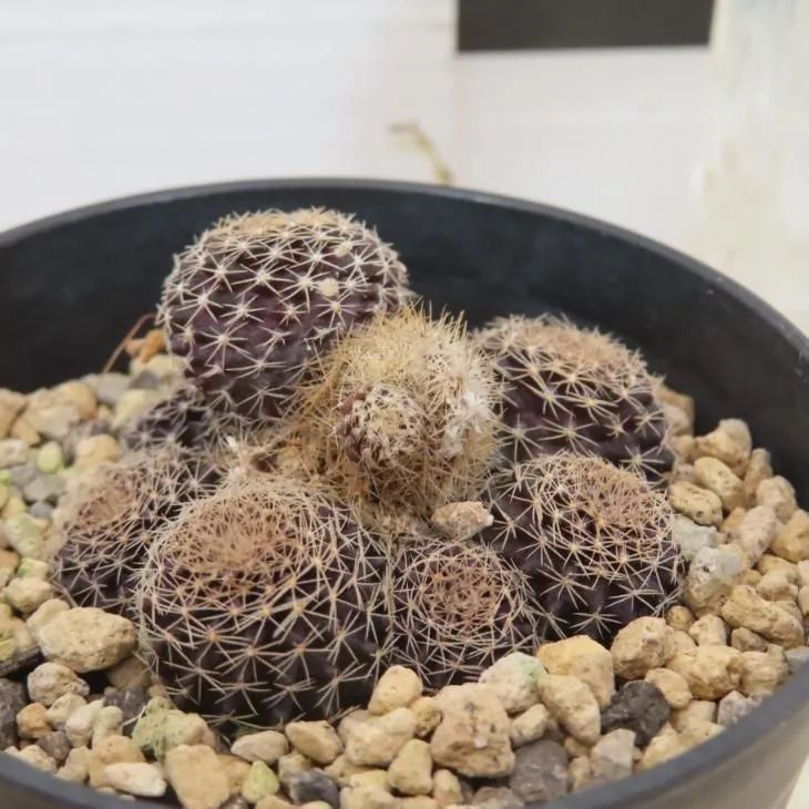 7287 「サボテン」コピアポア テヌイシマ 植え【Copiapoa Tenuissima・魚鱗玉・発根・美株・多肉植物】 - メルカリ