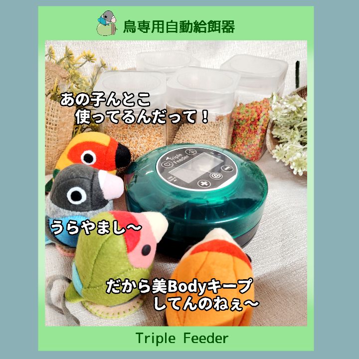 鳥 自動給餌器