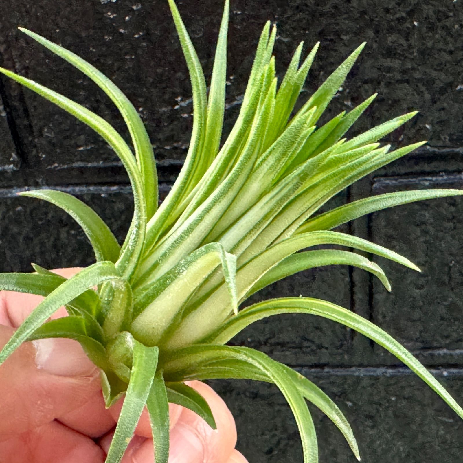 綺麗な斑入＊ホワイト率最大級＊チランジア イオナンタ ヴァリエガータ