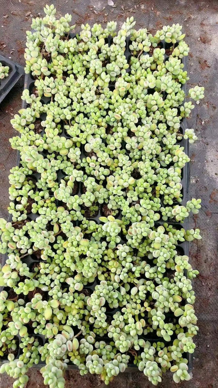 miyaさん はる交配✡️ハル×しずく✡️ミヤ苗 命名同士 多肉 抜き苗