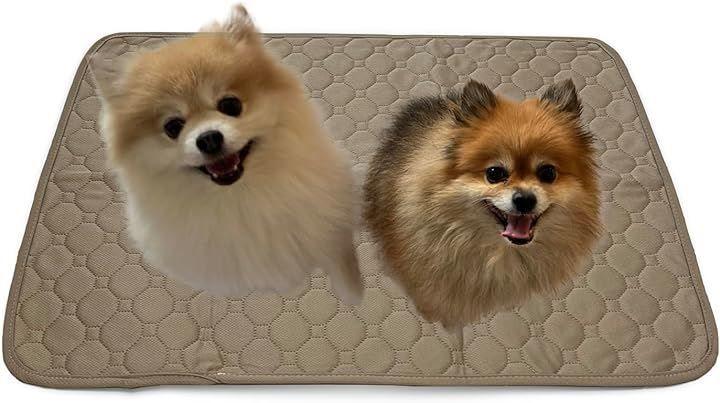 真作】矢野鉄山/旭光/旭日/旭日図/横物/掛軸☆宝船☆AA-948