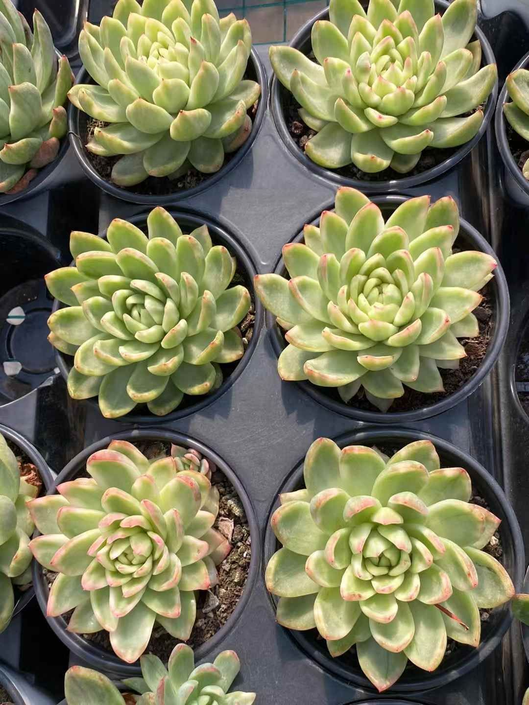 狂鉢　紺 狂鉢 紺