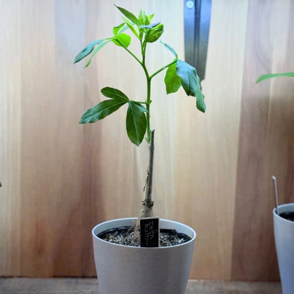 ☆希少☆ バオバブ グレゴリー - メルカリ