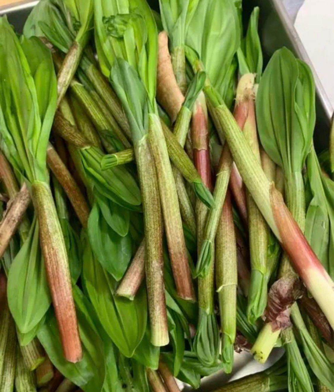 北海道産 天然 行者ニンニク 2kg