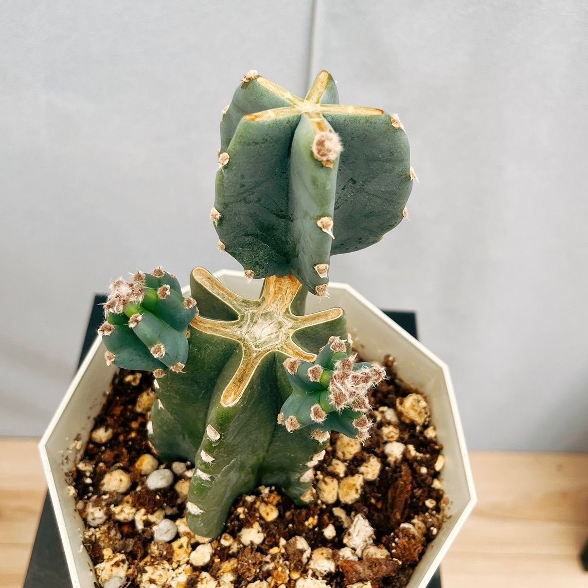 ［現品］7番　柱サボテン　鬼面角 ブランチ　8号　観葉植物　室内　おしゃれ 現品］7番 柱サボテン 鬼面角 ブランチ 8号 観葉植物 室内