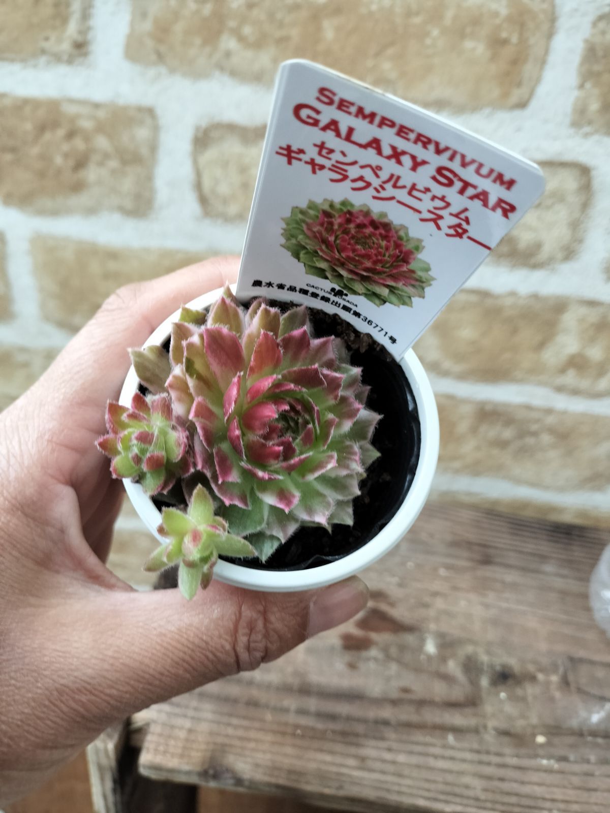 Saturn センペルビウム sempervivum 多肉 - その他多肉植物