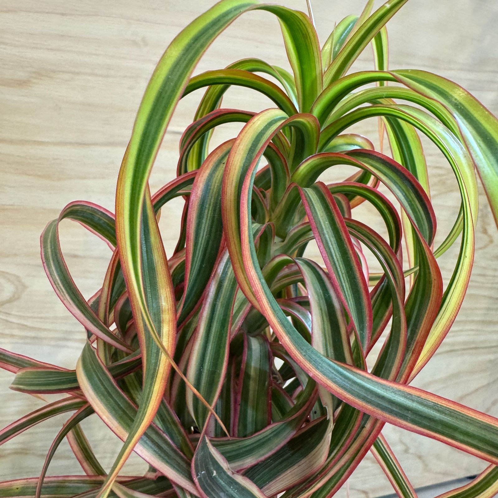 希少!! Dracaena 'Tricolor Kuhnty' ドラセナ（コンシンネ）トリ