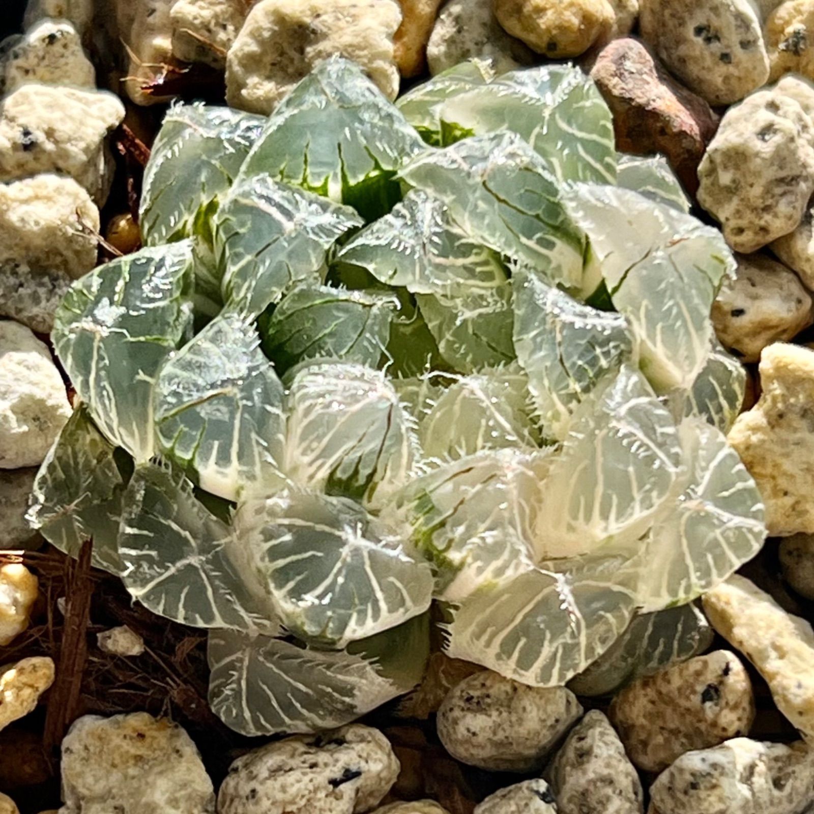 ブルーレンズオブツーサ錦 極上斑 H1206