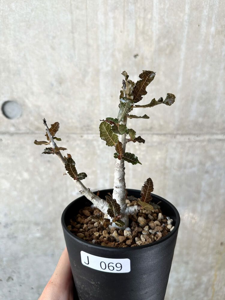 現品限り】ボスウェリア・ナナ 大株【J69】 Boswellia nana