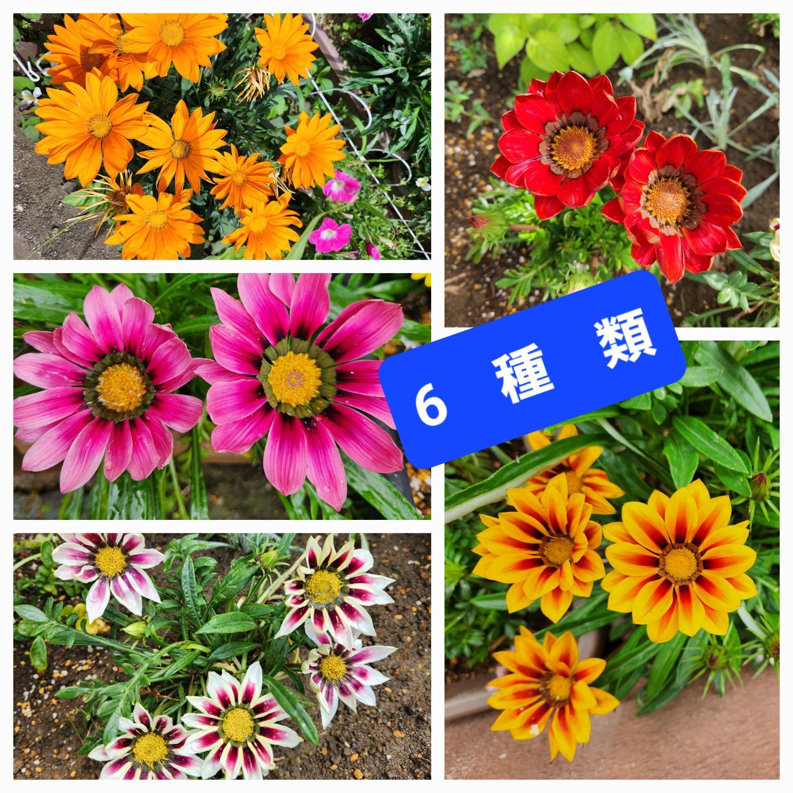 ガザニア 6種類 苗+おまけ - メルカリ