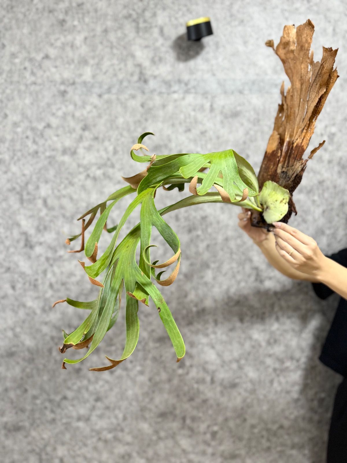 輸入直後!! ＊ラスト一株＊▽P.willinckii Wild finger dancer▽ B1