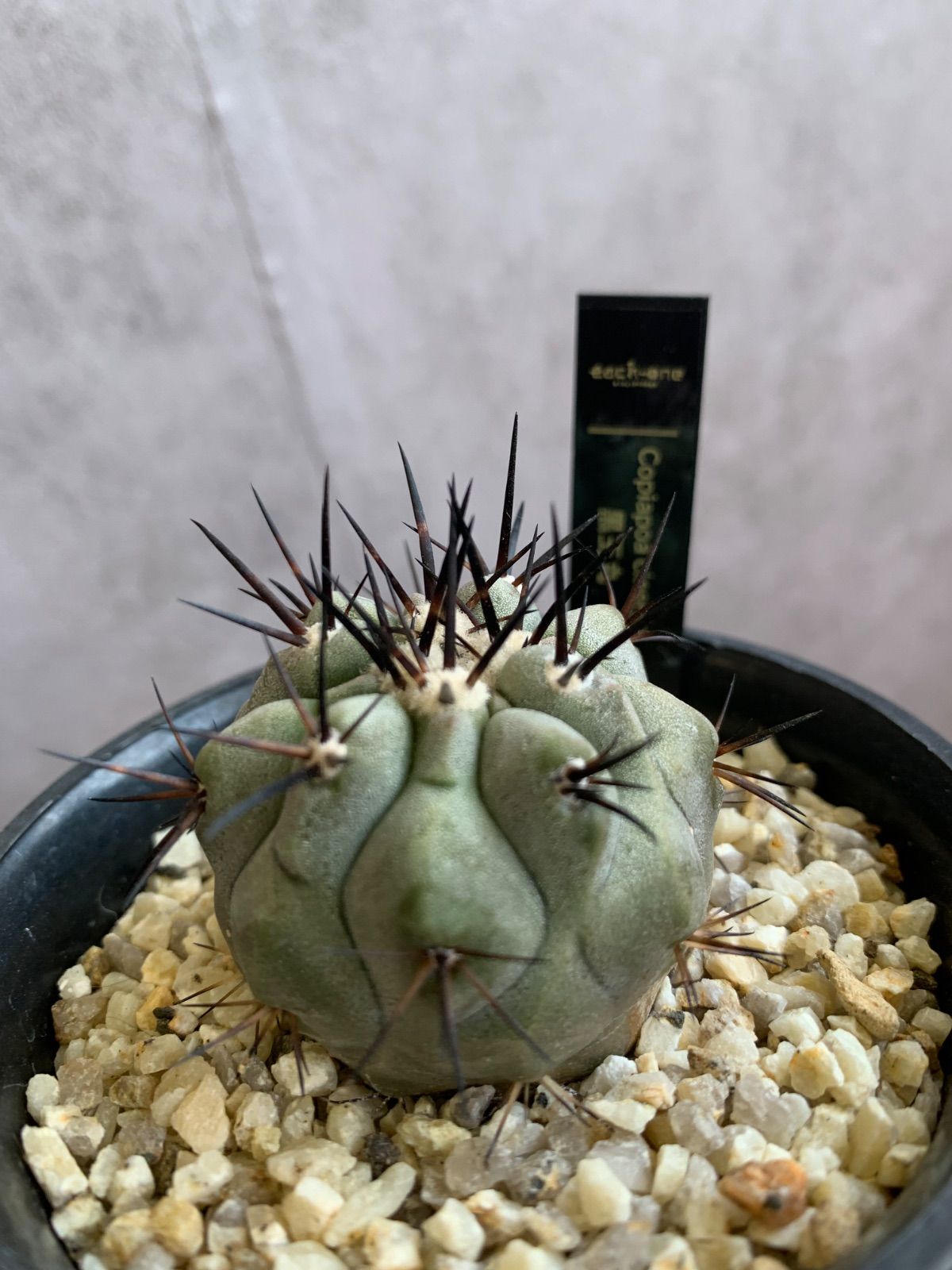 コピアポア 黒王丸 サボテン シネレア 3号鉢 実生 サボテン 丸