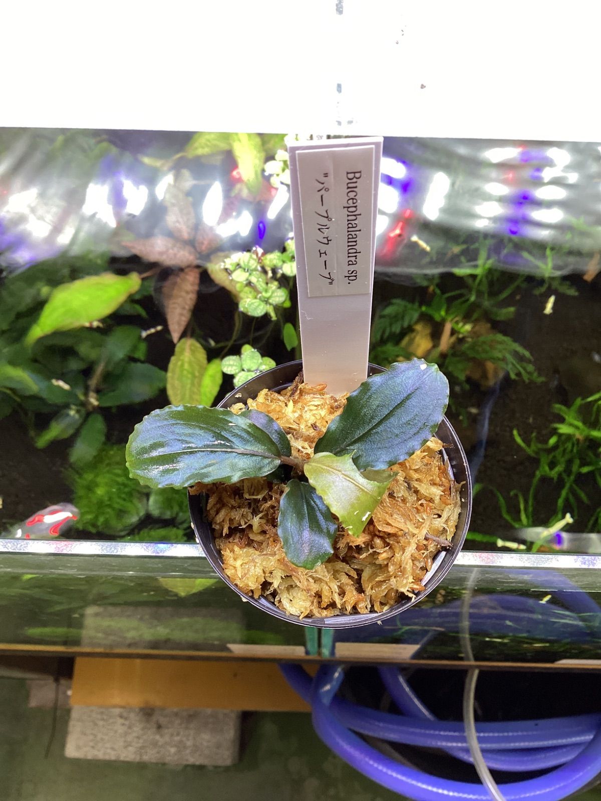 ブセファランドラ sp. パープルウェーブ Bucephalandra sp. Purple