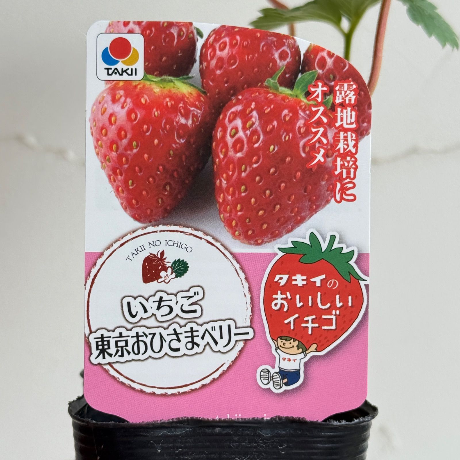 いちご苗】東京おひさまベリー（PVP) 3号ラベル苗 - メルカリ