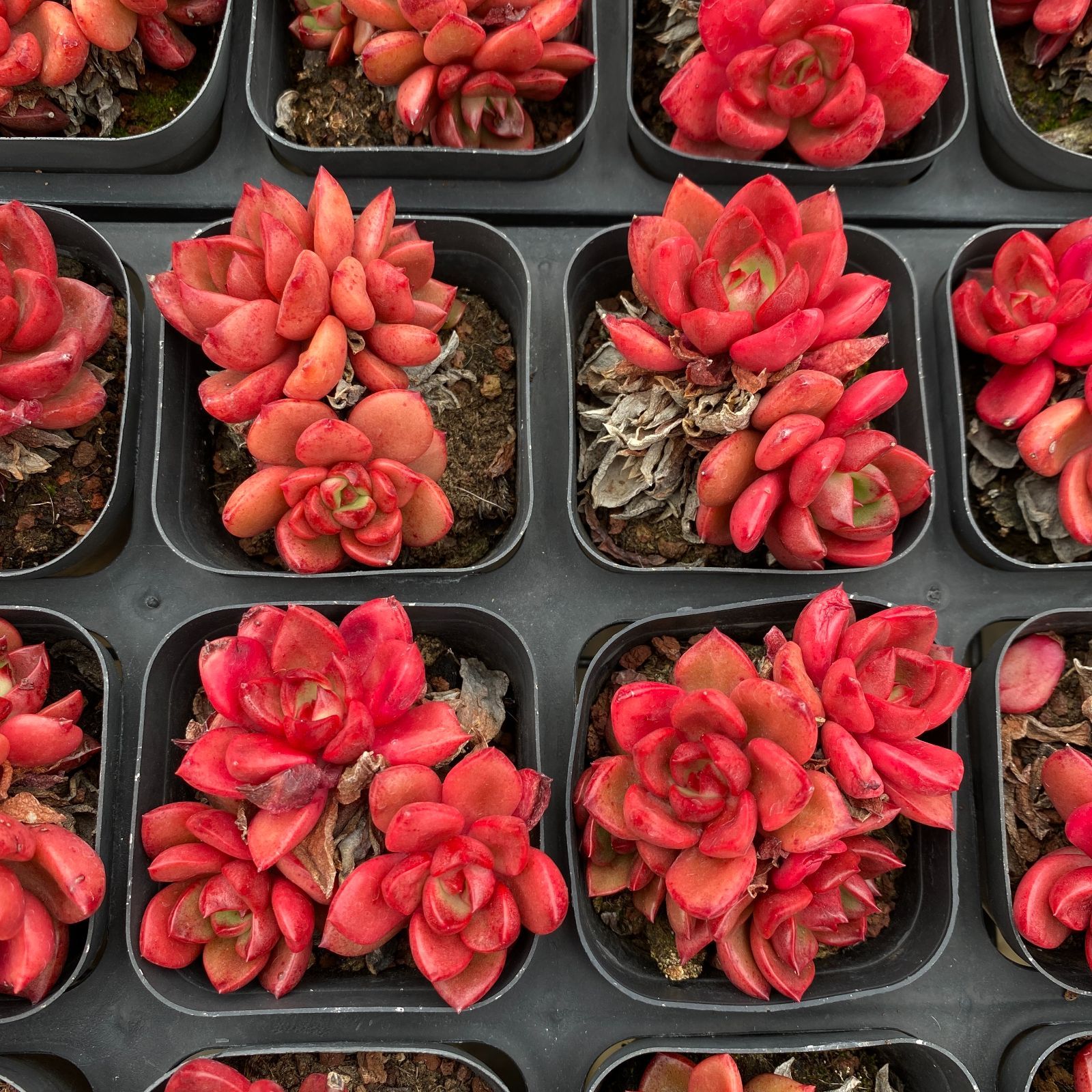 多肉植物 アエオニウム