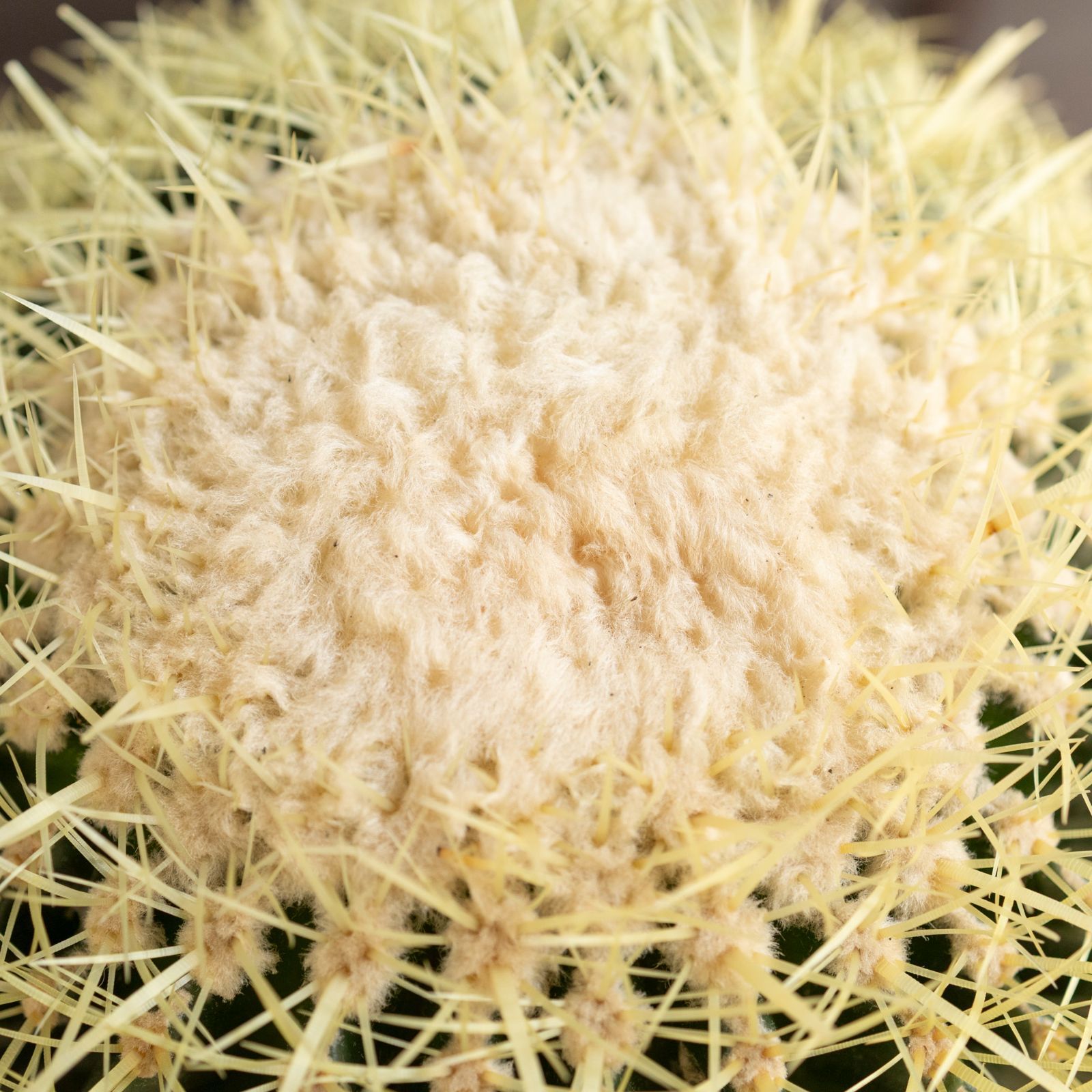 サボテン キンシャチ