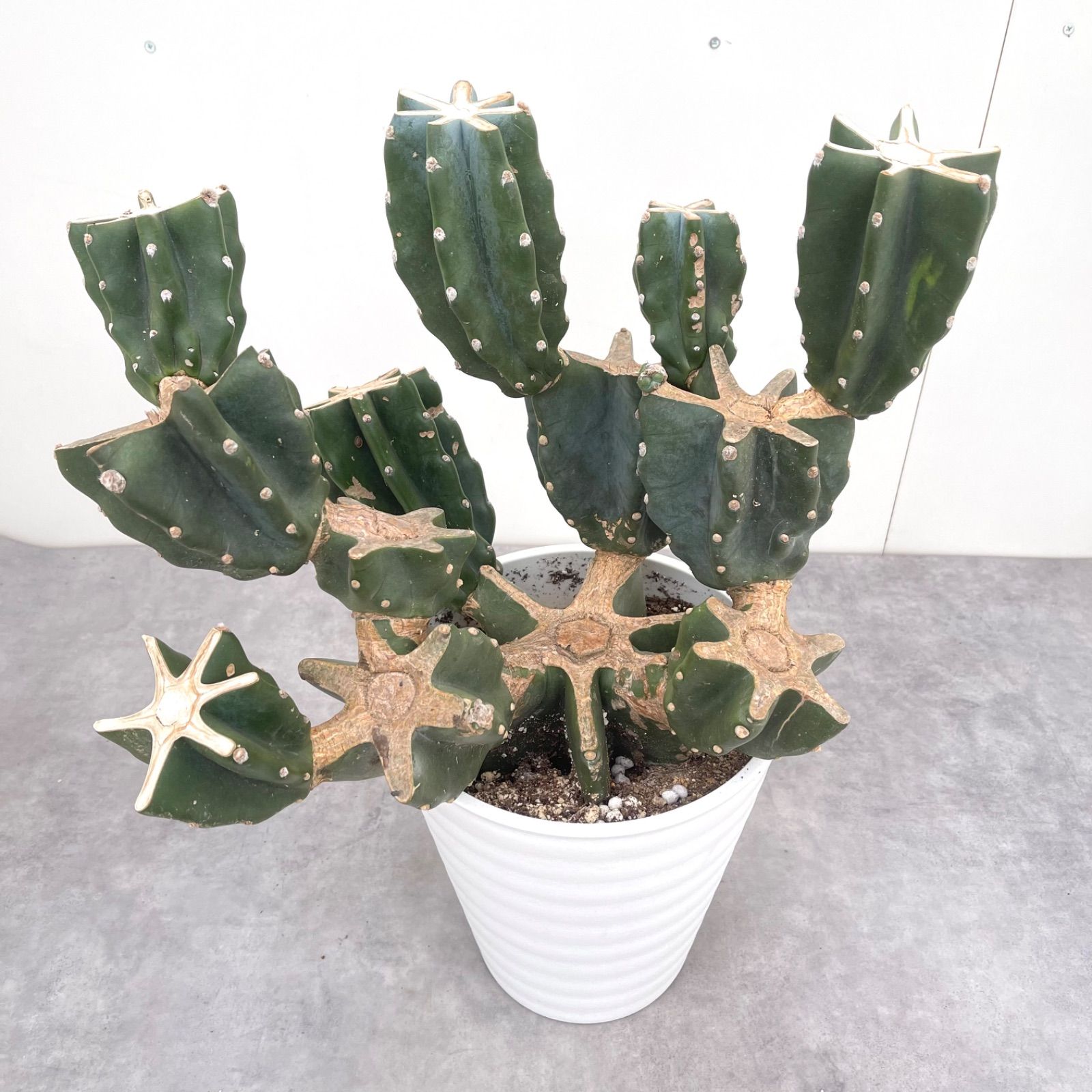 柱サボテン 鬼面角 幹太ブランチ 6年物 ドライガーデン