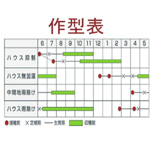入荷次第出荷 カネコ種苗 SR彩福 1000粒