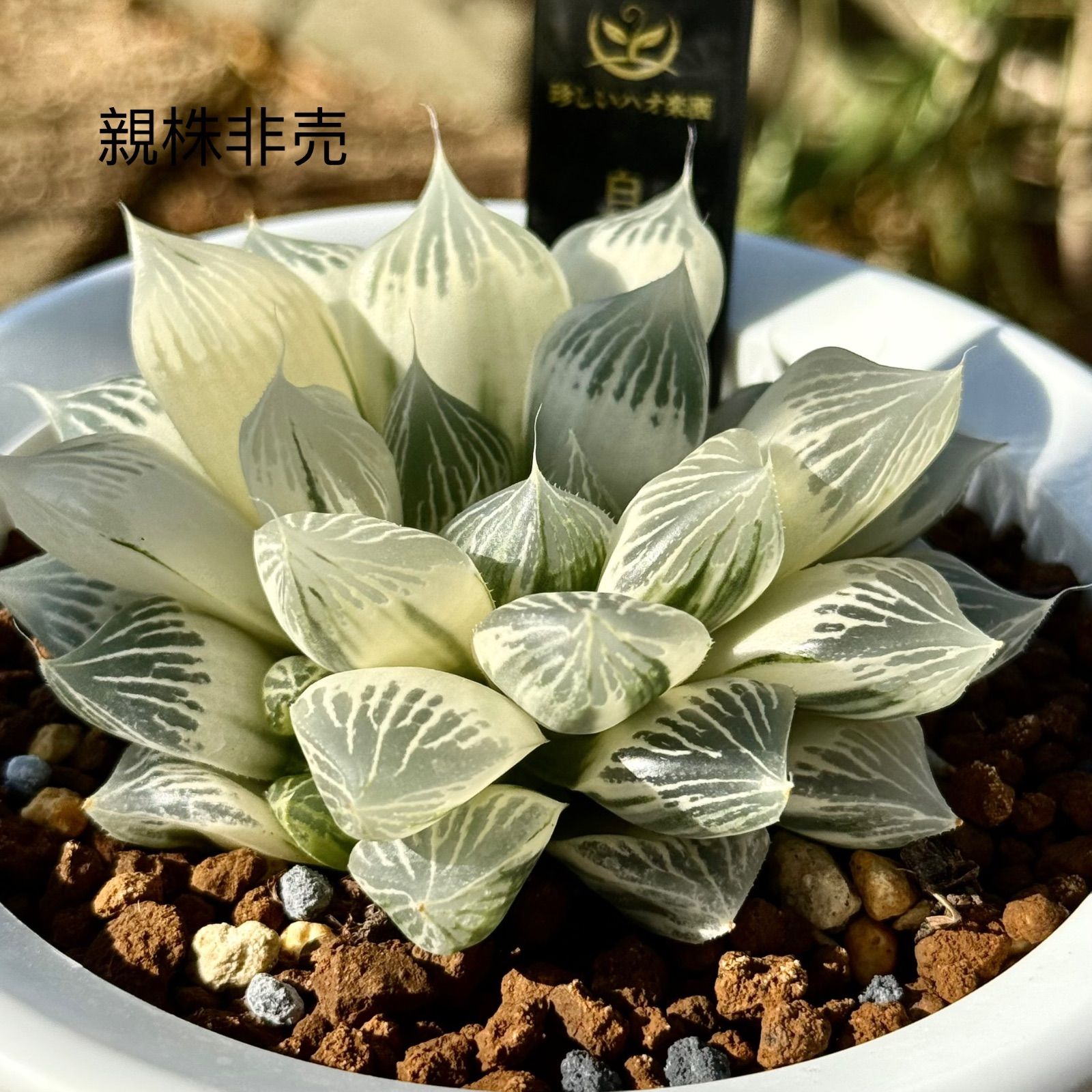 光触媒 人工観葉植物 フェイクグリーン ベンジャミナスプラッシュコ