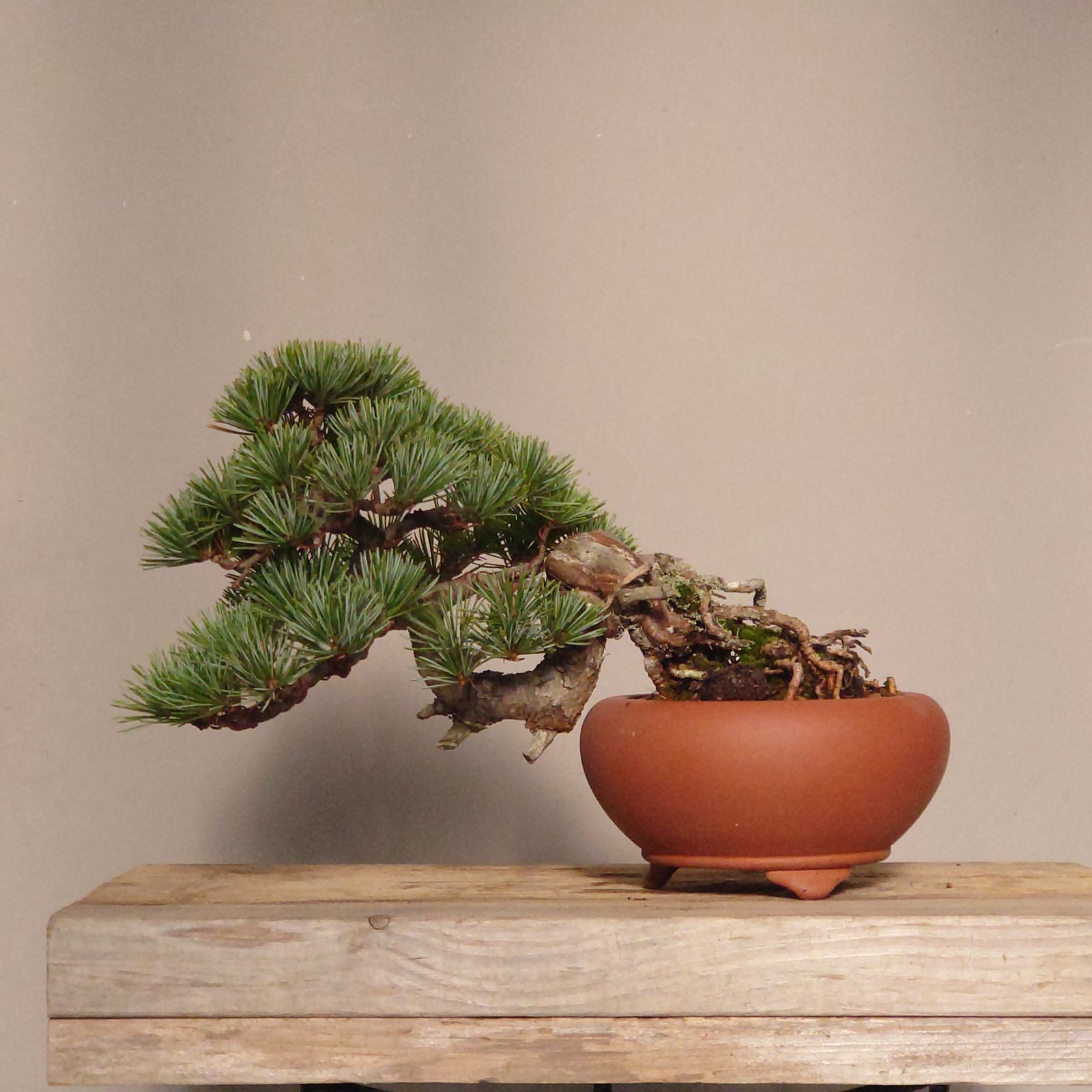 盆栽 五葉松 半懸崖 五葉松半懸崖盆栽 中品那須五葉松（半懸崖）盆栽