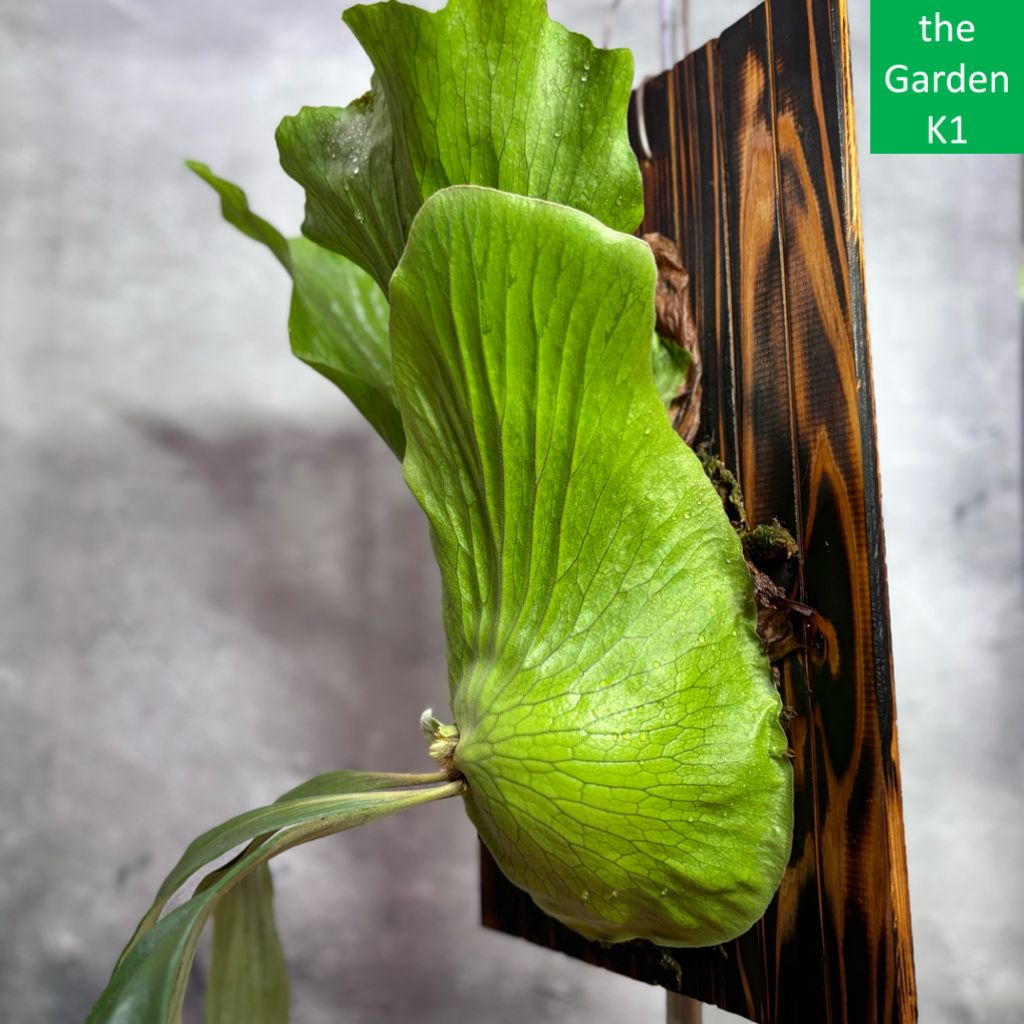 ステマリア S011