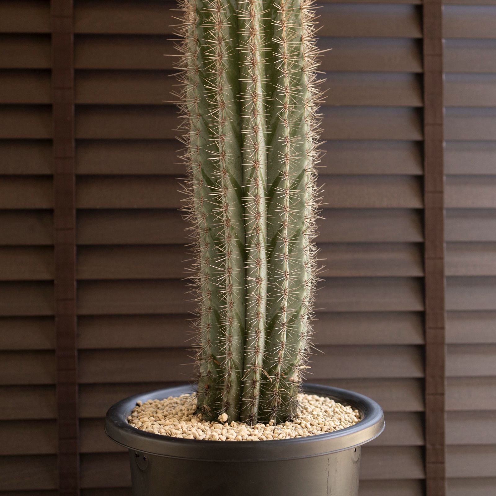 サボテン 武倫柱 3.5号 フラワー・ガーデニング 【安心の生産者仕入れ