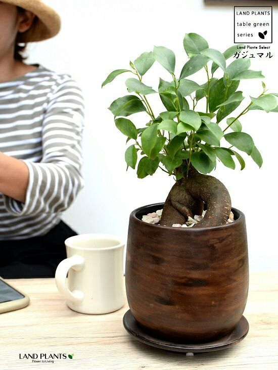 アッセレシオン×リリィ○ビーハウスさん苗○多肉植物 観葉植物 アッセレシオン×リリィ○ビーハウスさん苗○多肉植物