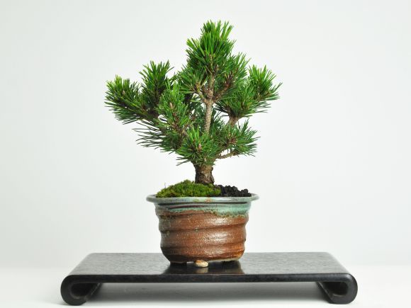 八房黒松【千寿丸】盆栽 千寿丸 ストア 盆栽 素材 黒松千寿丸 千寿丸-15 千寿丸 八房黒松