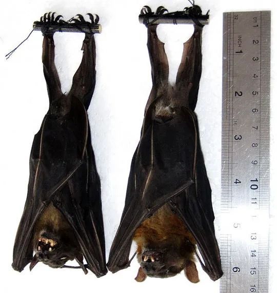 コイヌガオフルーツコウモリの剥製２体セット