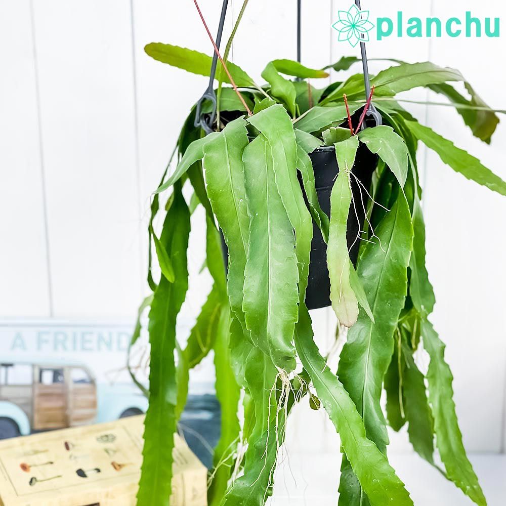 アナカンプセロスコンプトニーxたけろうポット CATEGORY たけろう